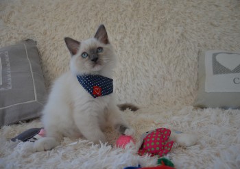 femelle blue point-mitted - Chatterie Ragdolls du Val de Beauvoir